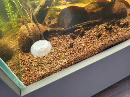 49x49x35 Karides Tankım