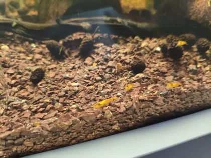 49x49x35 Karides Tankım