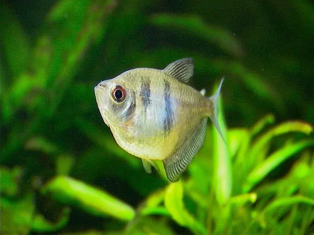 Siyah Tetra