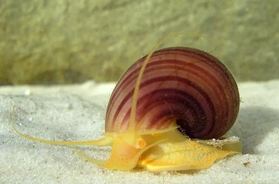 Elma Salyangozu