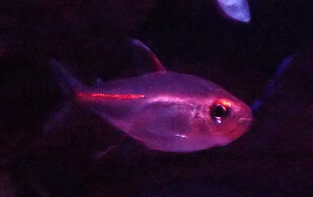 Glowlight Tetra