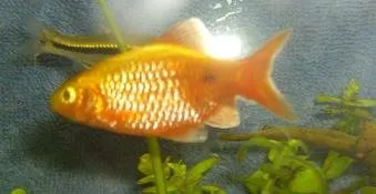 Rosy Barbus