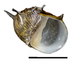 Dikenli Nerita