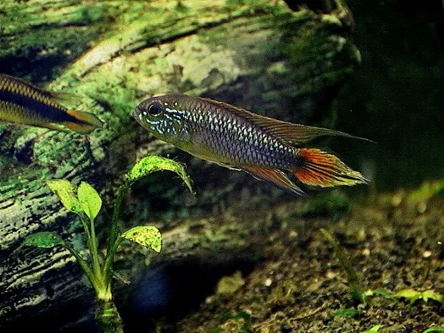 Agassiz Cüce Ciklet