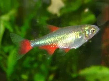Kanlı Tetra