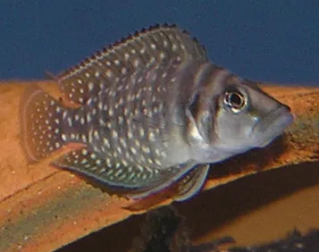 Kalvus Ciklet