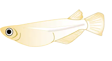 Medaka