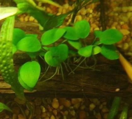 Anubias Nana