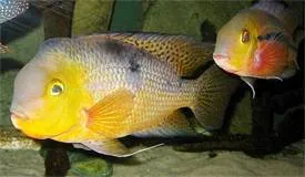 Nikaragua Ciklet