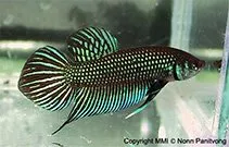 Mahachai Beta