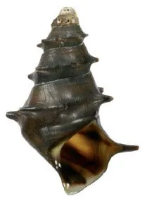 Dikenli Pagoda Salyangozu