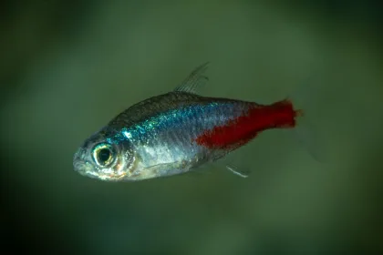 Neon Tetra