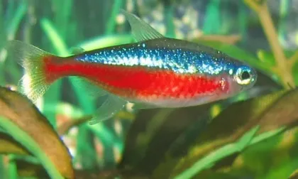 Kardinal Tetra