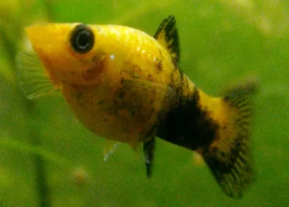 Moli