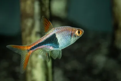 Heteromorfa Rasbora