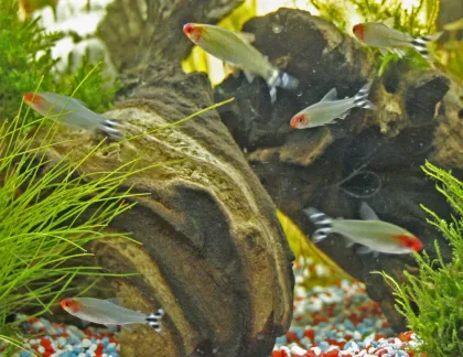 Gerçek Kırmızı Burun Tetra