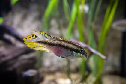 Kribensis