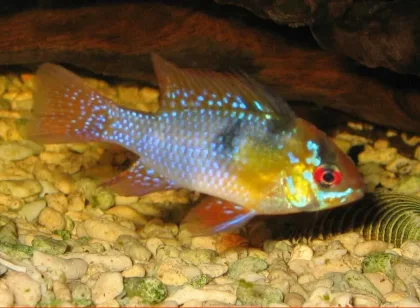 Ramirezi