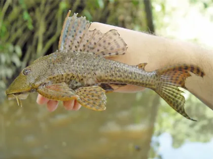 Common Pleco (Vatoz)
