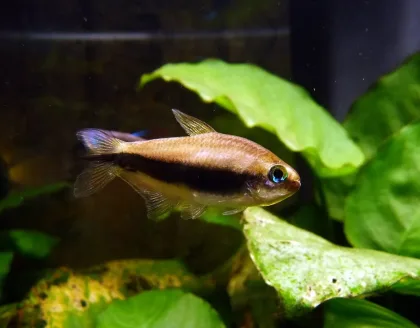 İmparator Tetra
