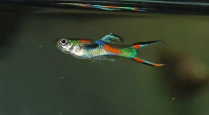 Endler Lepistes