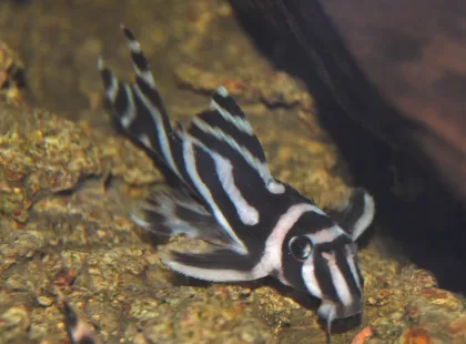 Zebra Vatoz