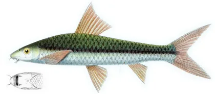 Siyam Yosun Yiyici
