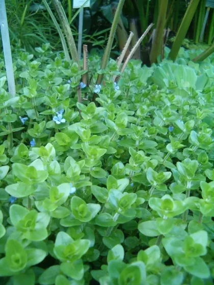 Bacopa Caroliniana