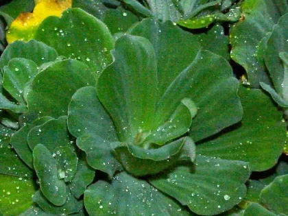 Su Marulu