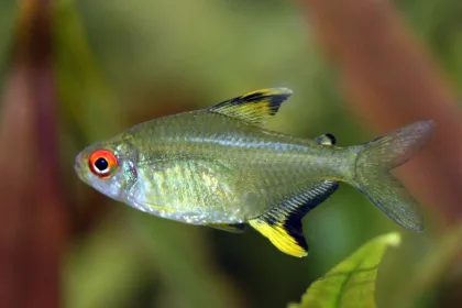 Limon Tetra