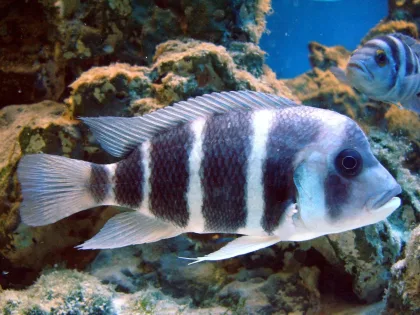Frontosa