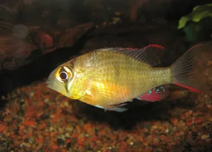 Bolivya Ramı
