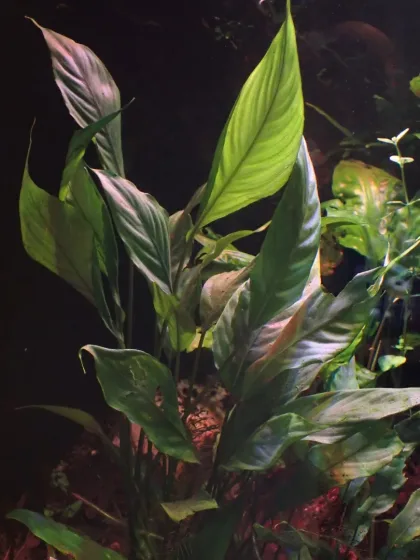Bucephalandra