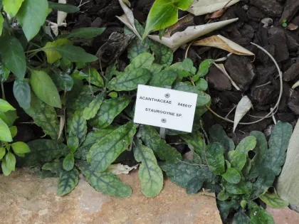 Staurogyne Repens