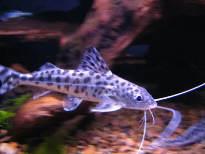 Pictus Kedi Balığı