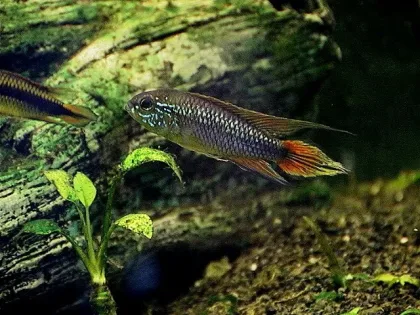 Agassiz Cüce Ciklet