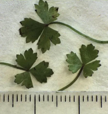 Hydrocotyle Tripartita