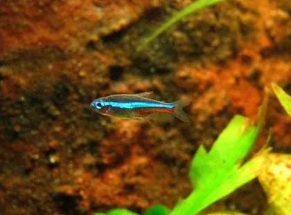 Yeşil Neon Tetra