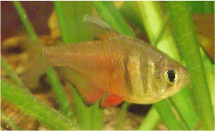 Alev Tetra