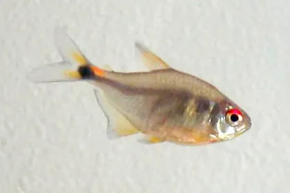 Fener Tetra