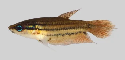 Öten Gurami
