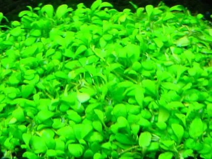 Glossostigma