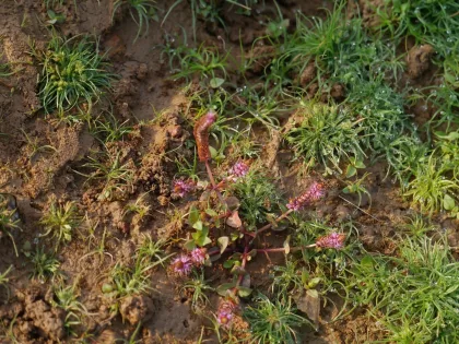 Rotala Macrandra