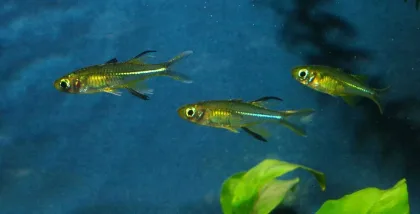 Celebes Gökkuşağı