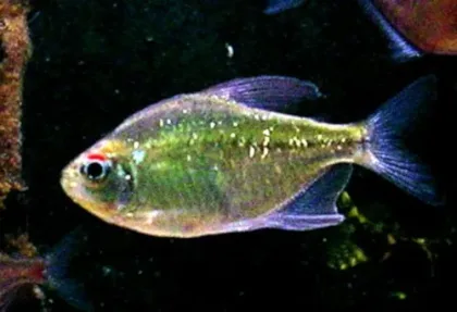 Elmas Tetra