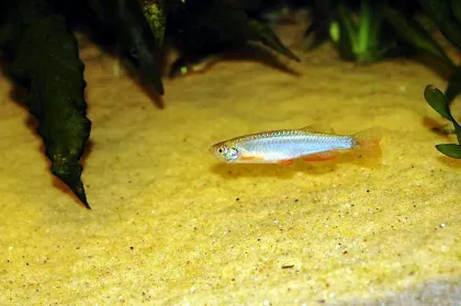 İnci Danio