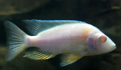 Tavus Malawi