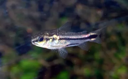 Pigme Çöpçü Balığı