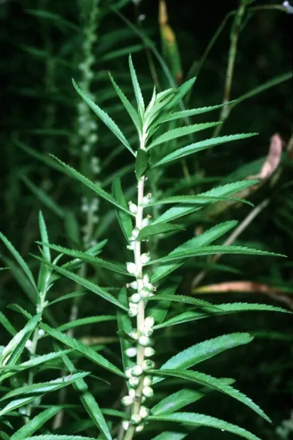 Proserpinaca