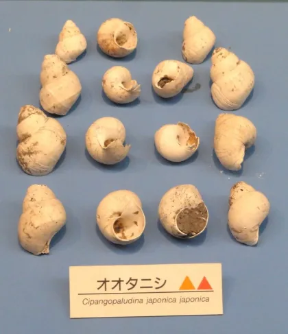 Japon Yokohama Salyangozu
